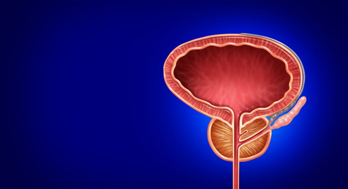 Ilustración médica de próstata saludable como parte del sistema reproductor masculino y tracto urinario