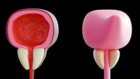 A 3d rendering of isolated male bladder and prostate gland