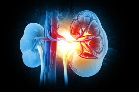 Human kidney cross section on scientific background. 3d illustration